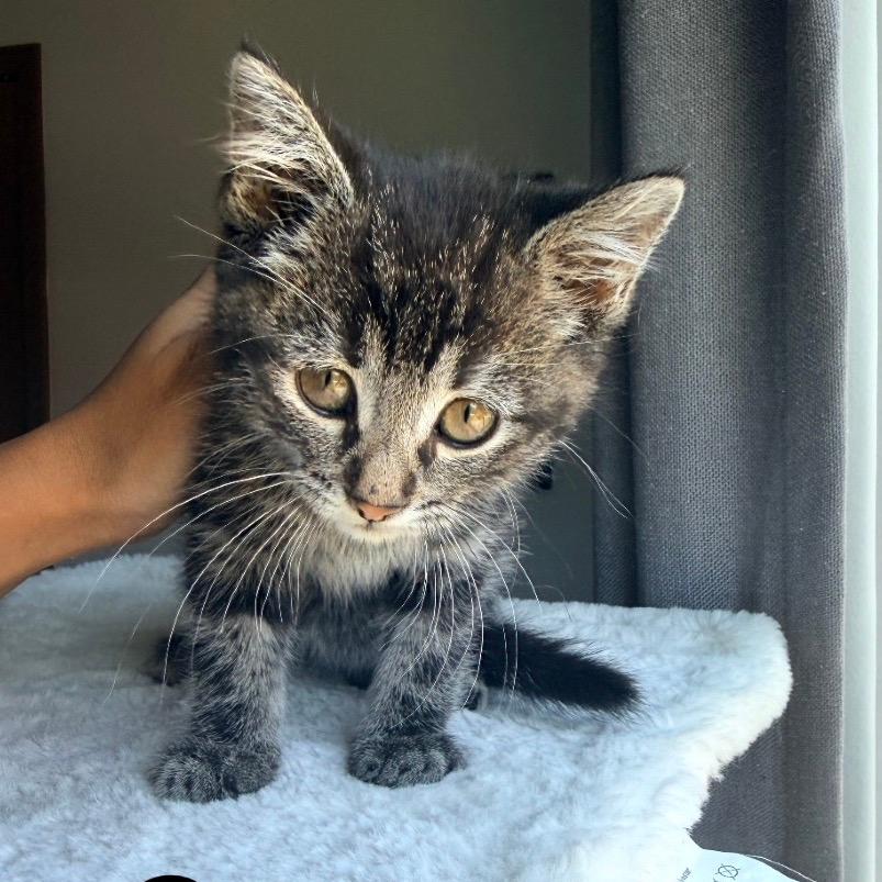 Coco