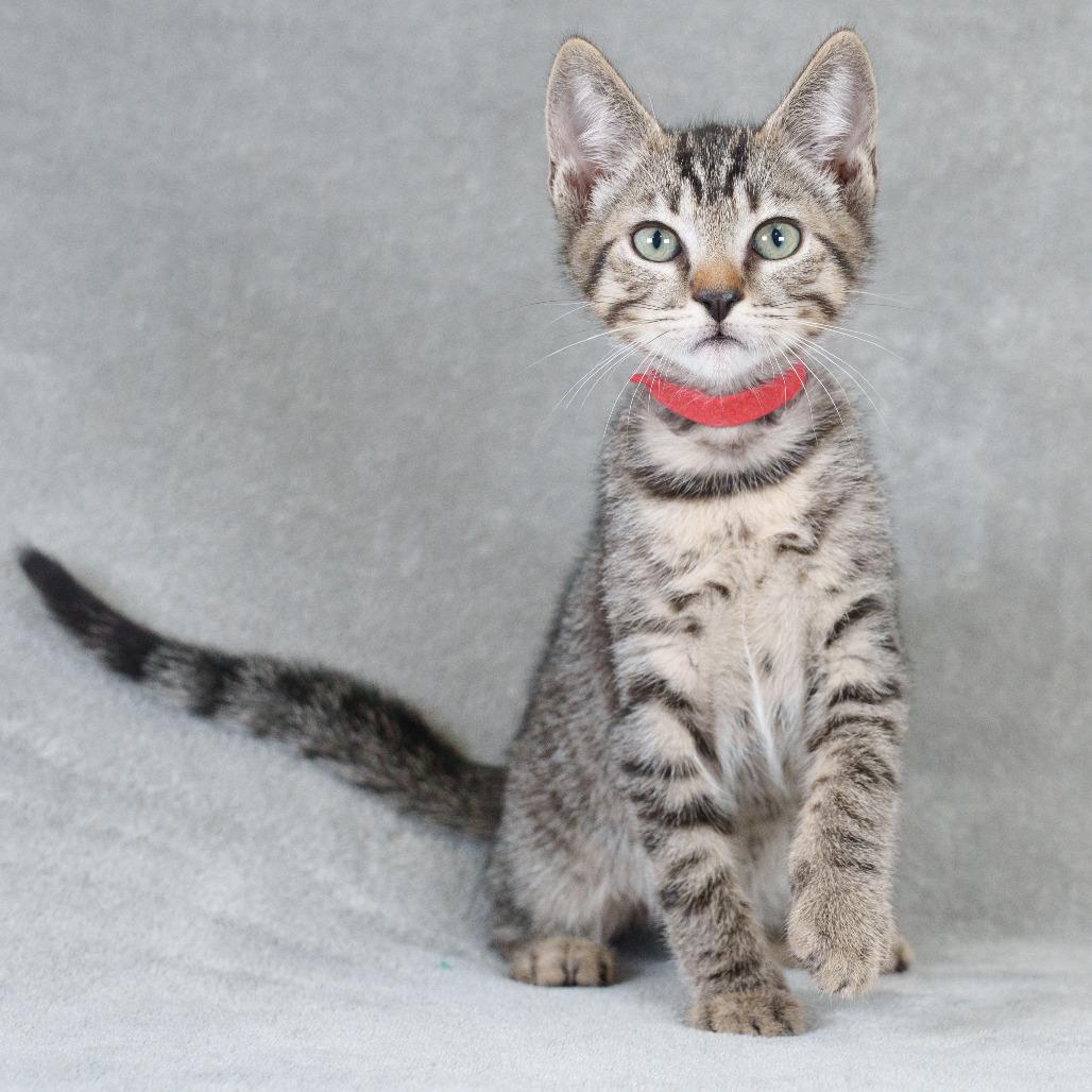 Gazpacho (Red)