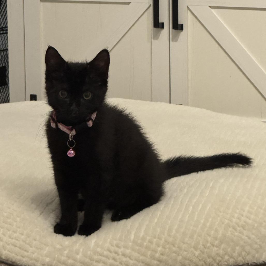Sharpie-IN FOSTER