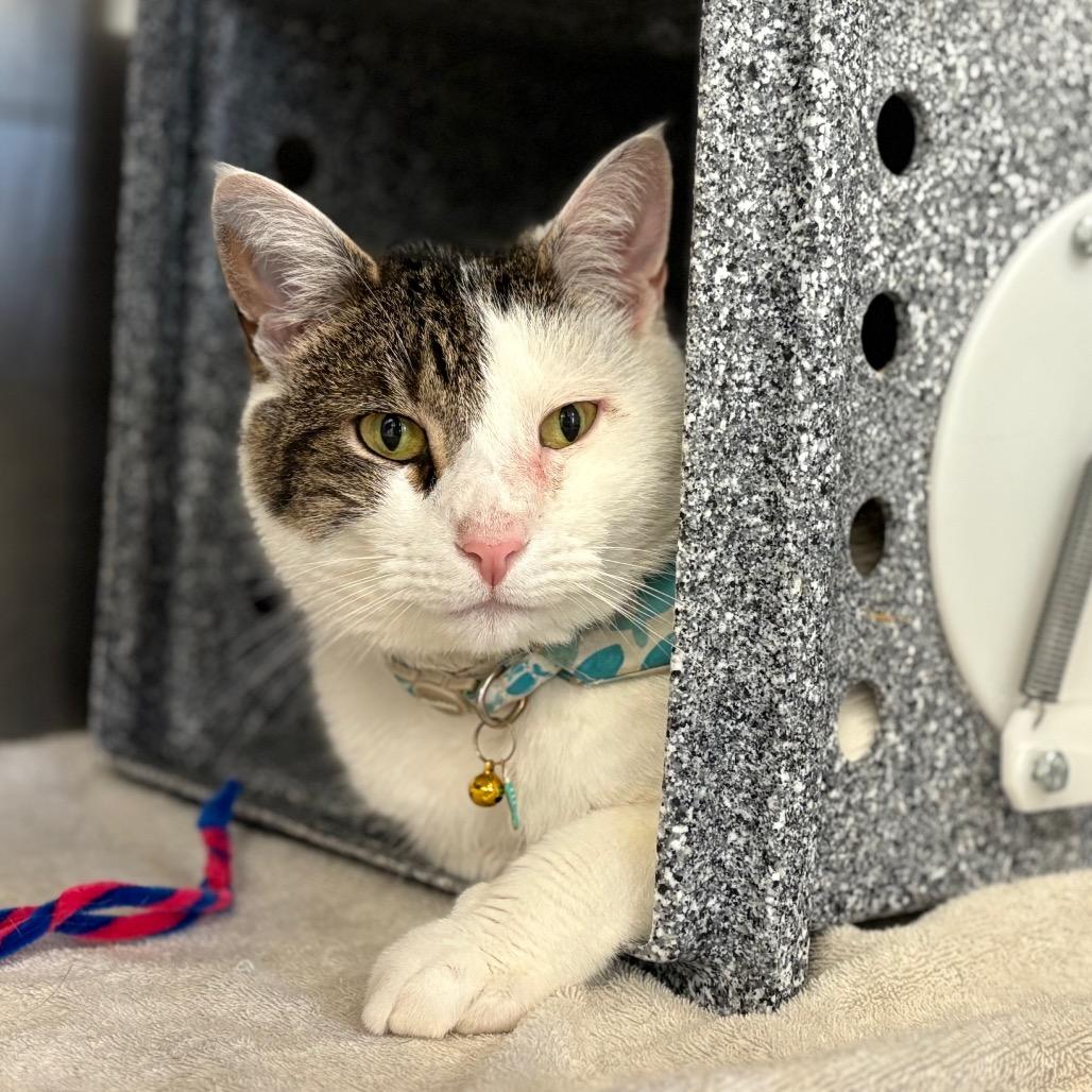 Louis - IN FOSTER