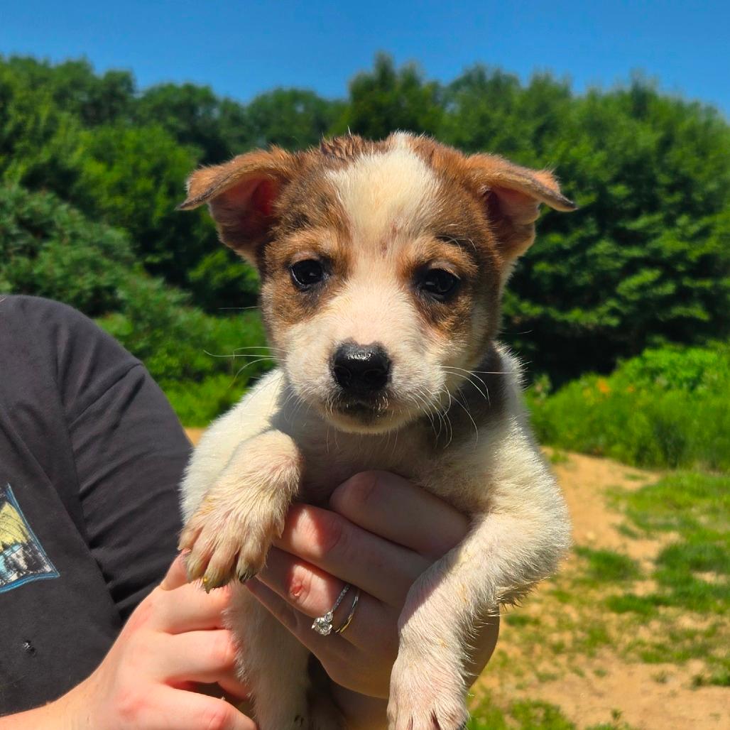 CT Chile (Foster in Coventry, CT)
