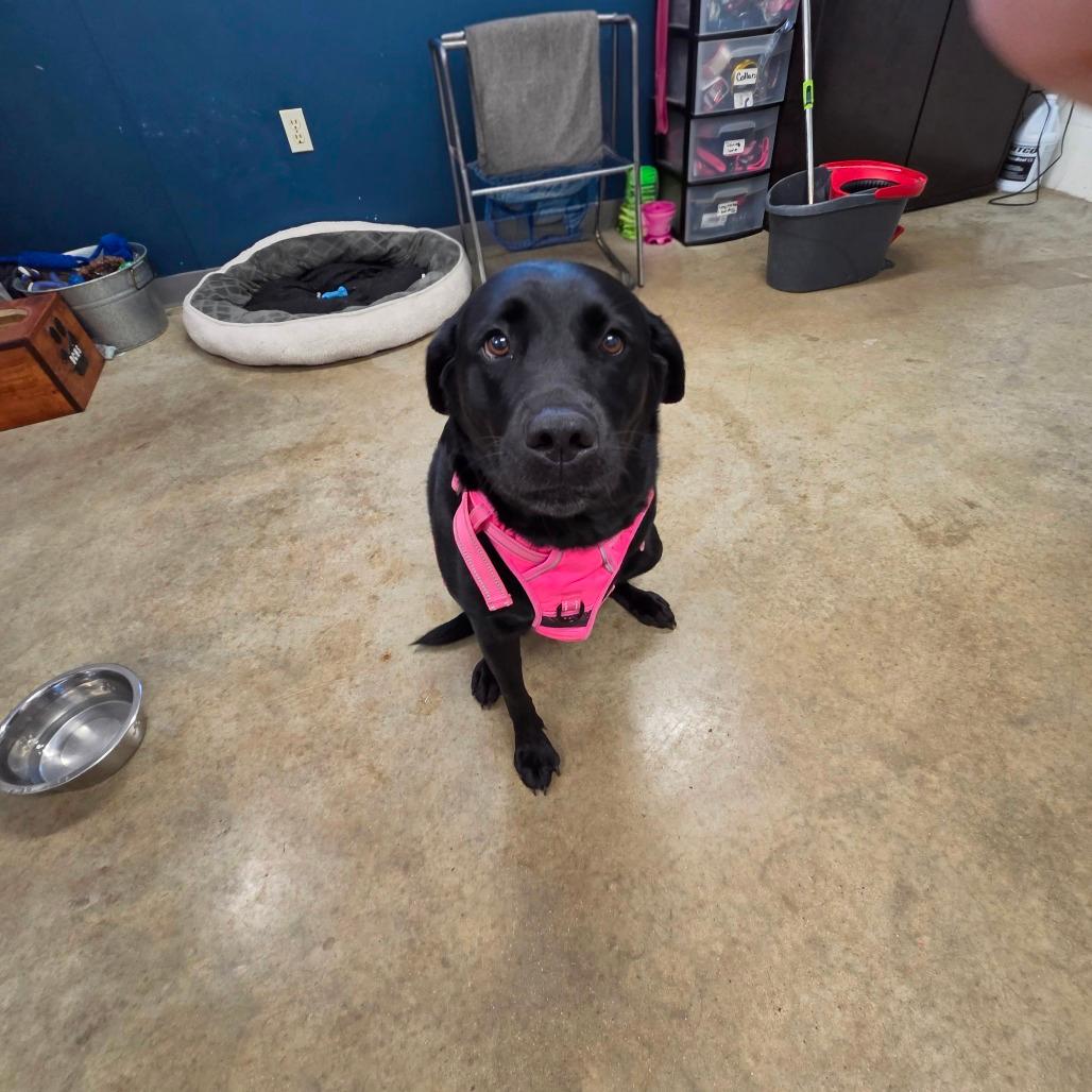 Piper