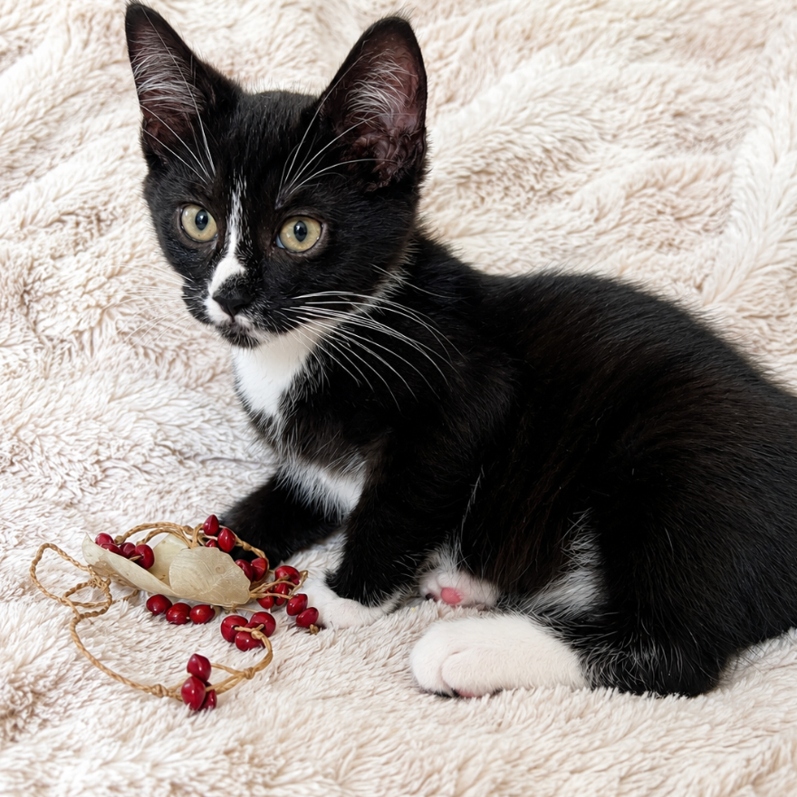 Figaro