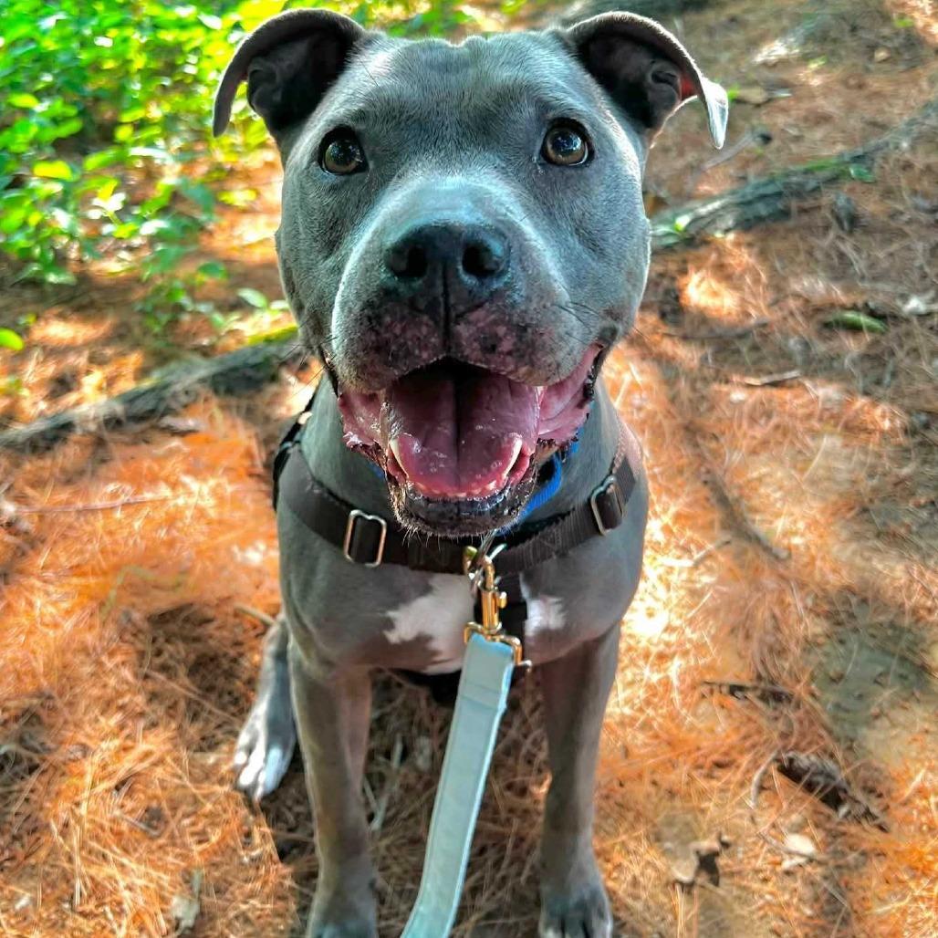 Arya