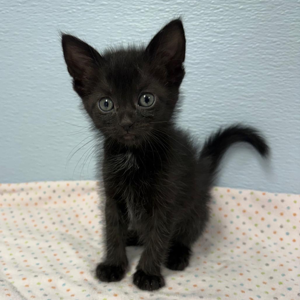 Bellatrix