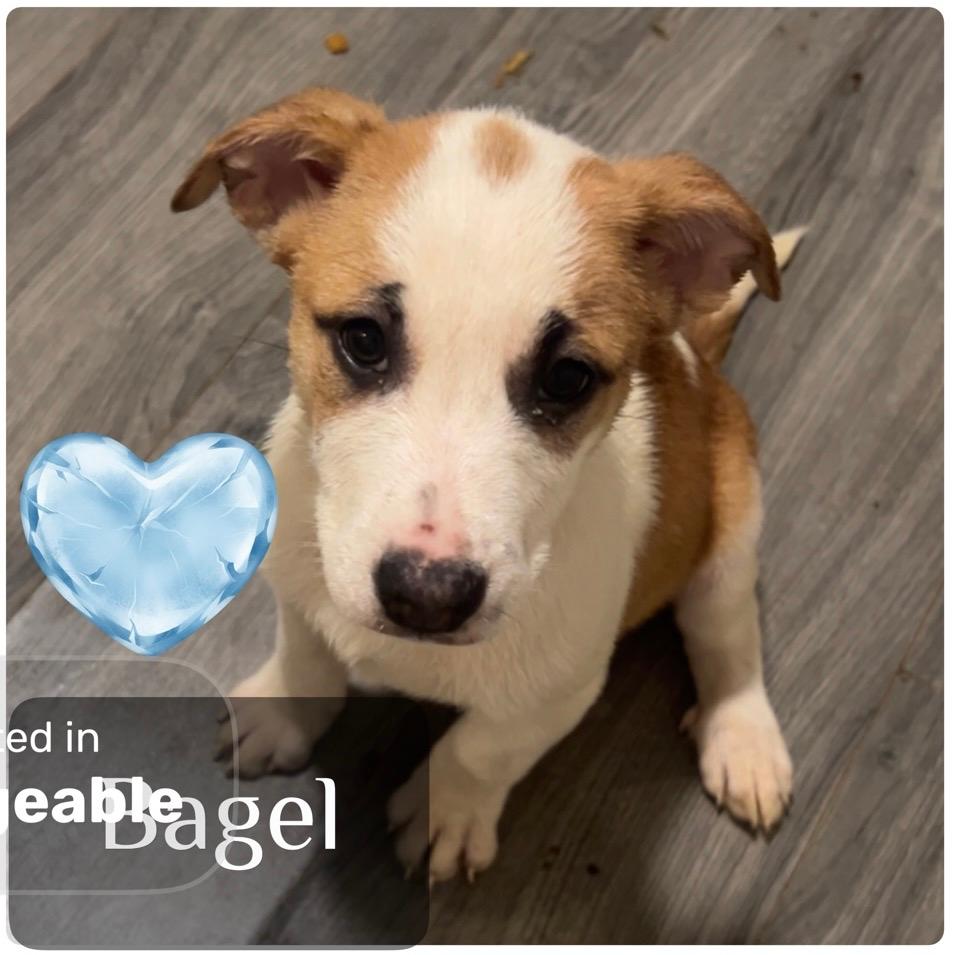 Bagel