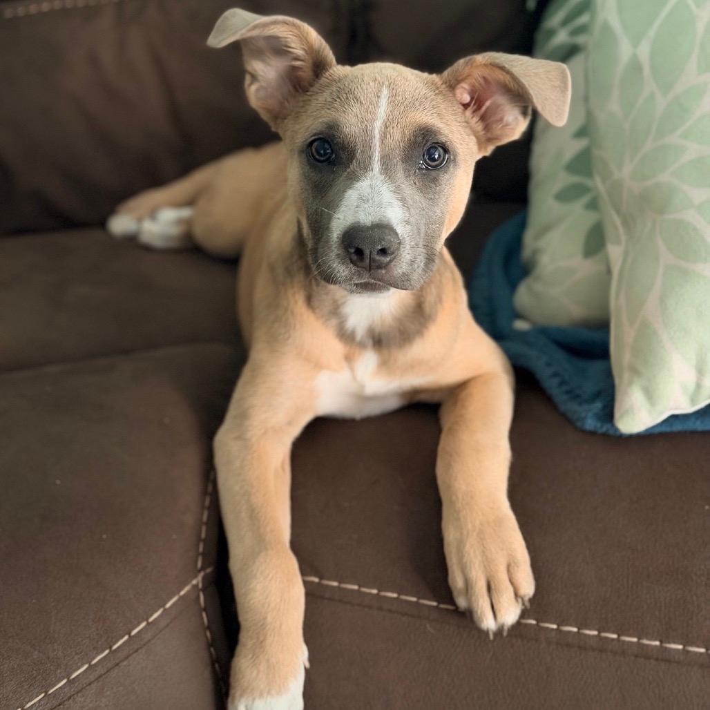MOXIE
