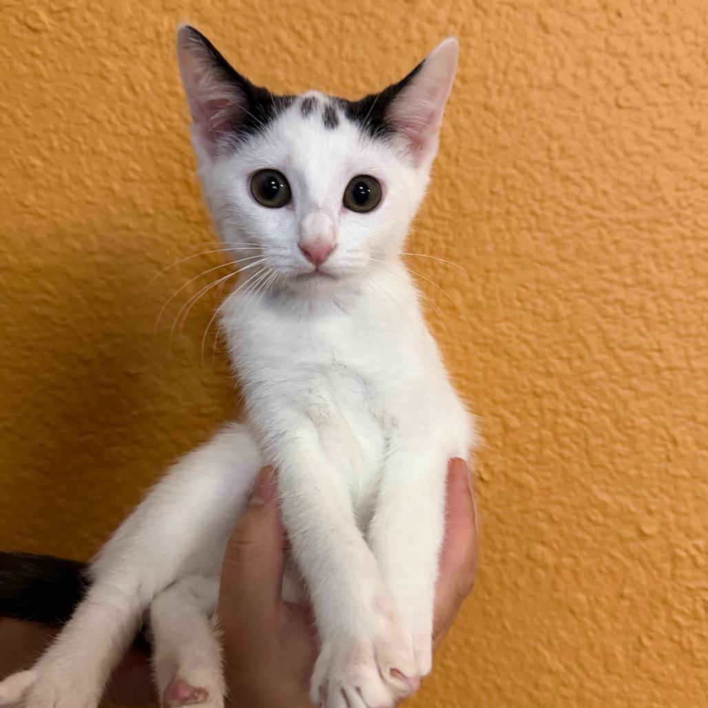 Lulu