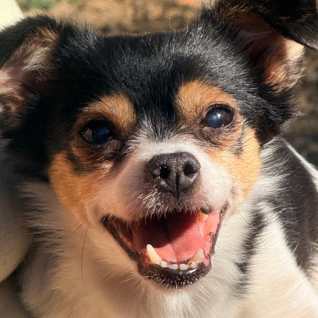 Bella