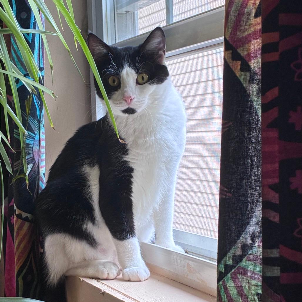 Delilah - IN FOSTER