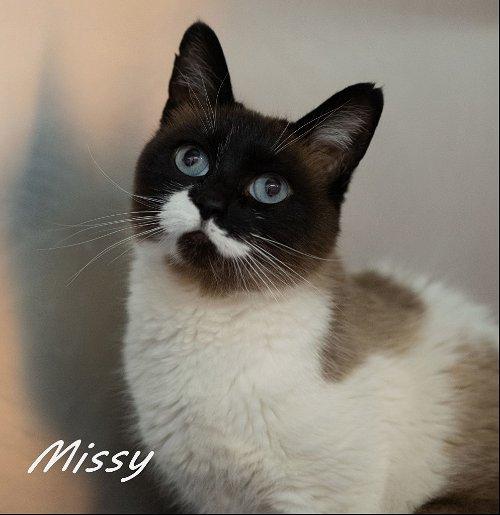 Adoptable Snowshoe Cats