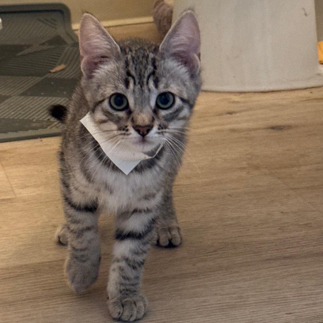 Earl Grey (Home adoption)