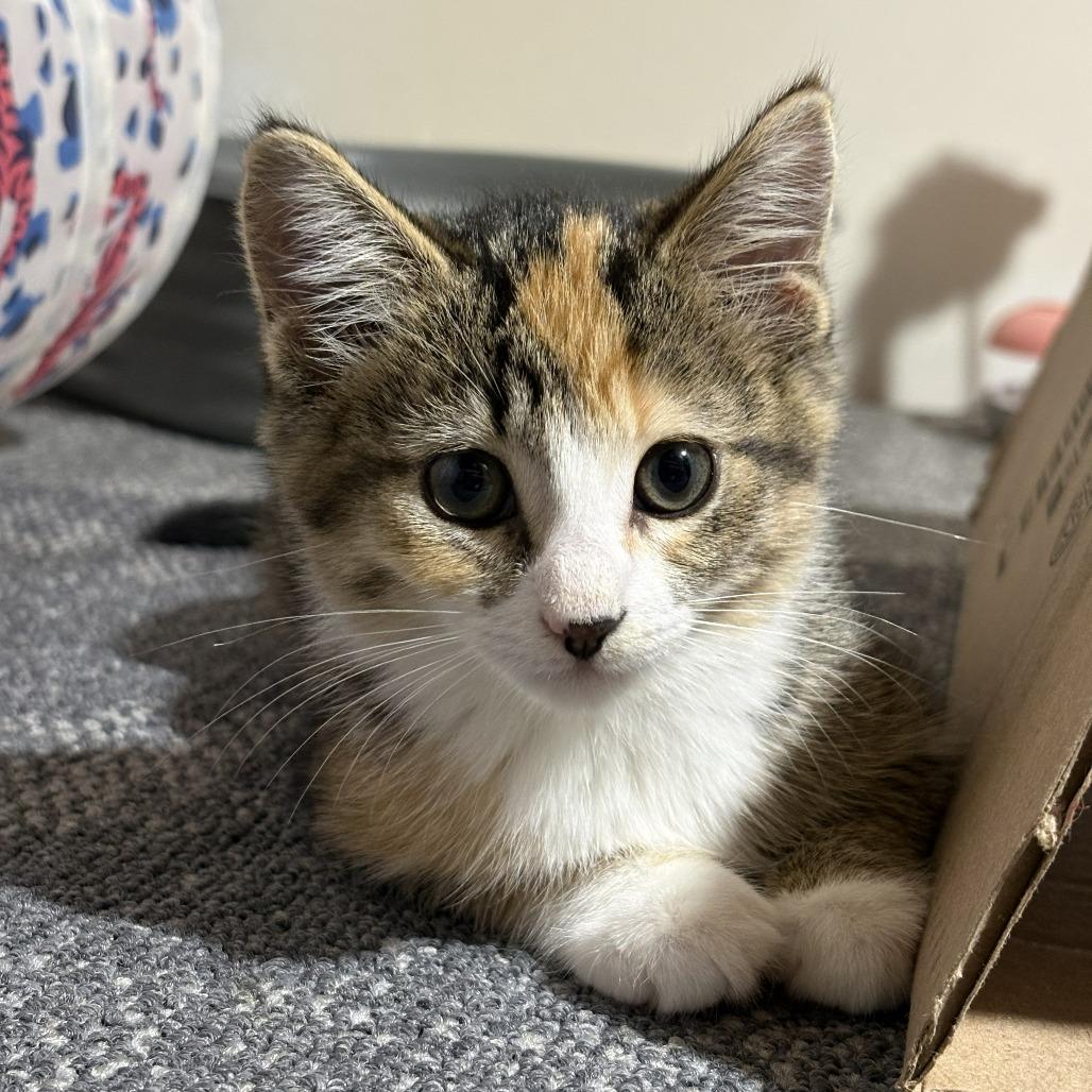 Leia