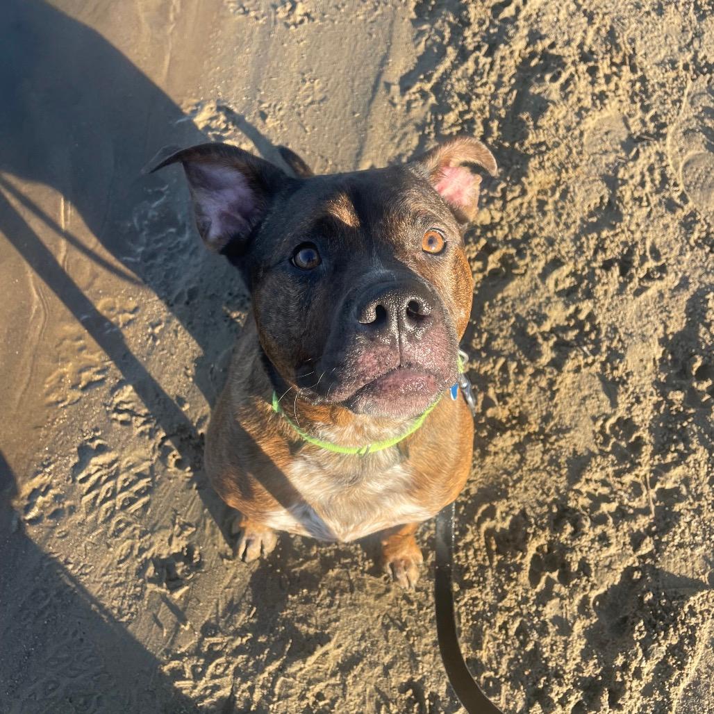 Odin
