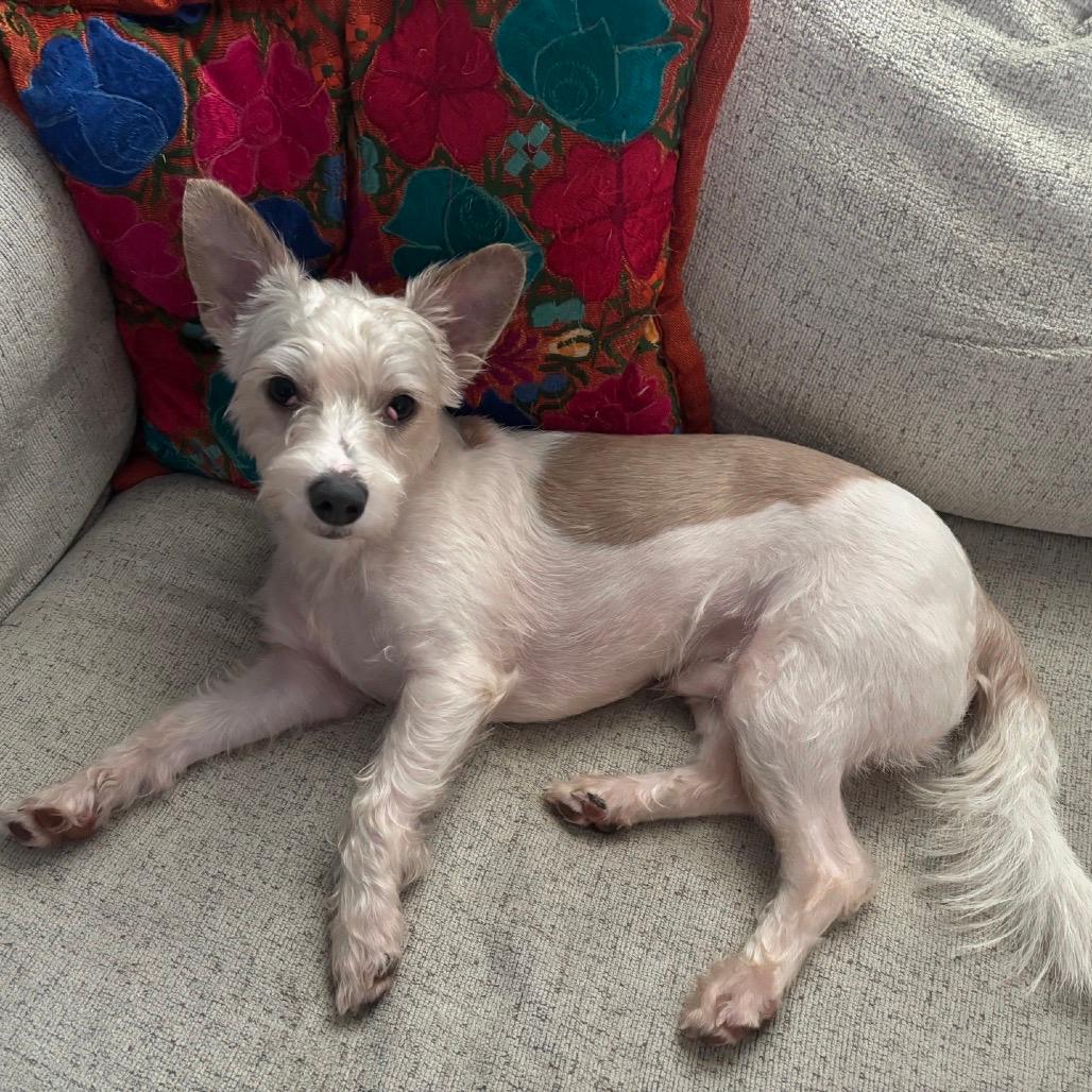 Rufus