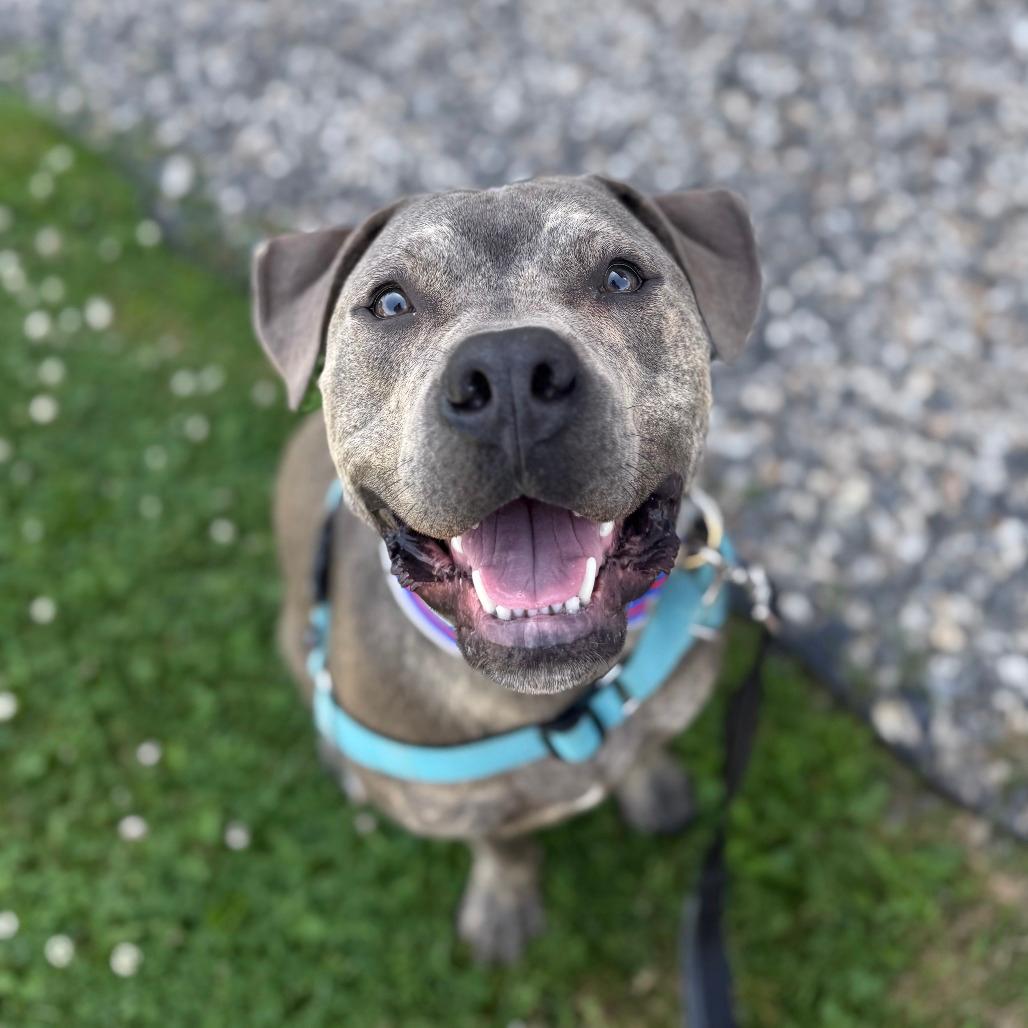 Carter *Foster to Adopt Me!