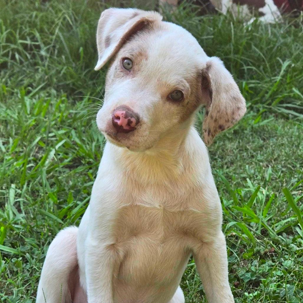 Cha Cha Slide