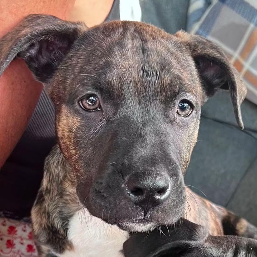 Maverick