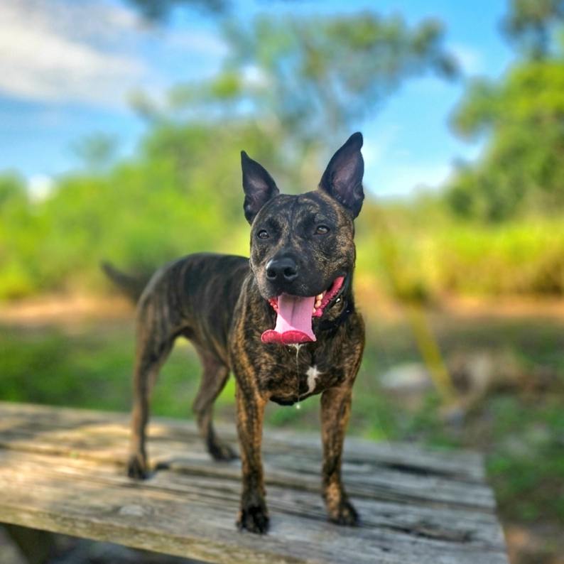 Bella