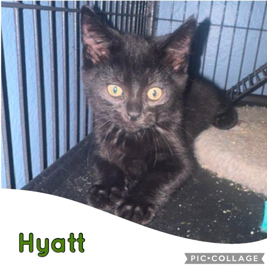 Hyatt