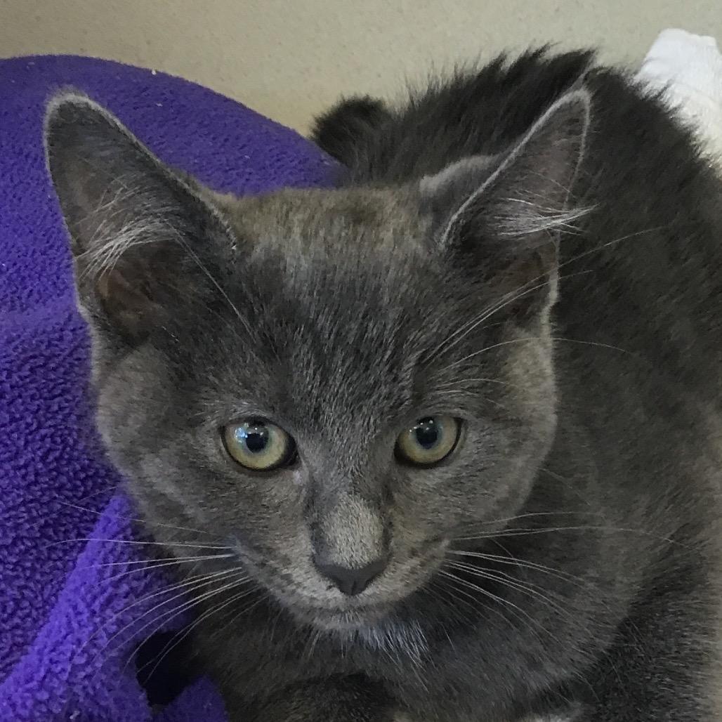 Frankie