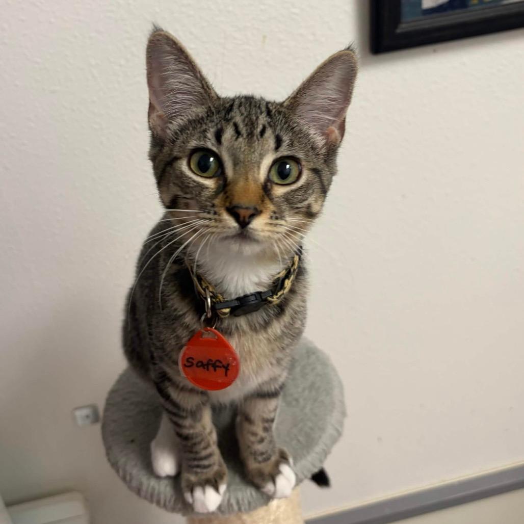 Saffy (Cat Cafe adoption)