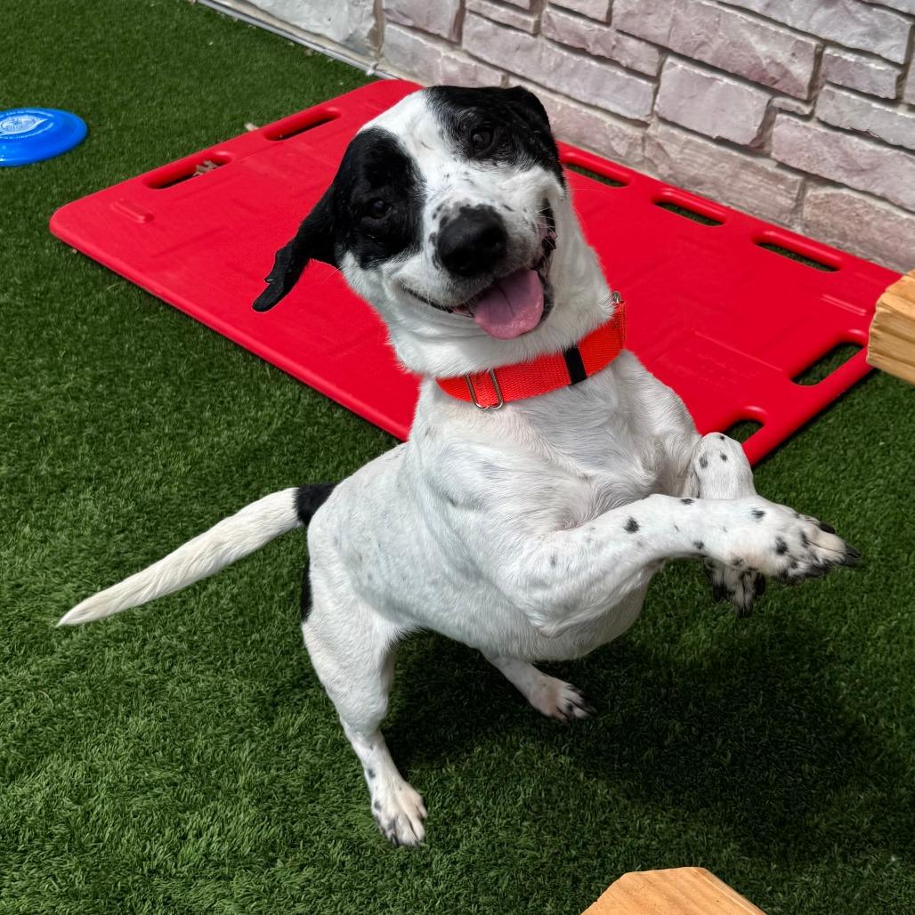 Snoopy