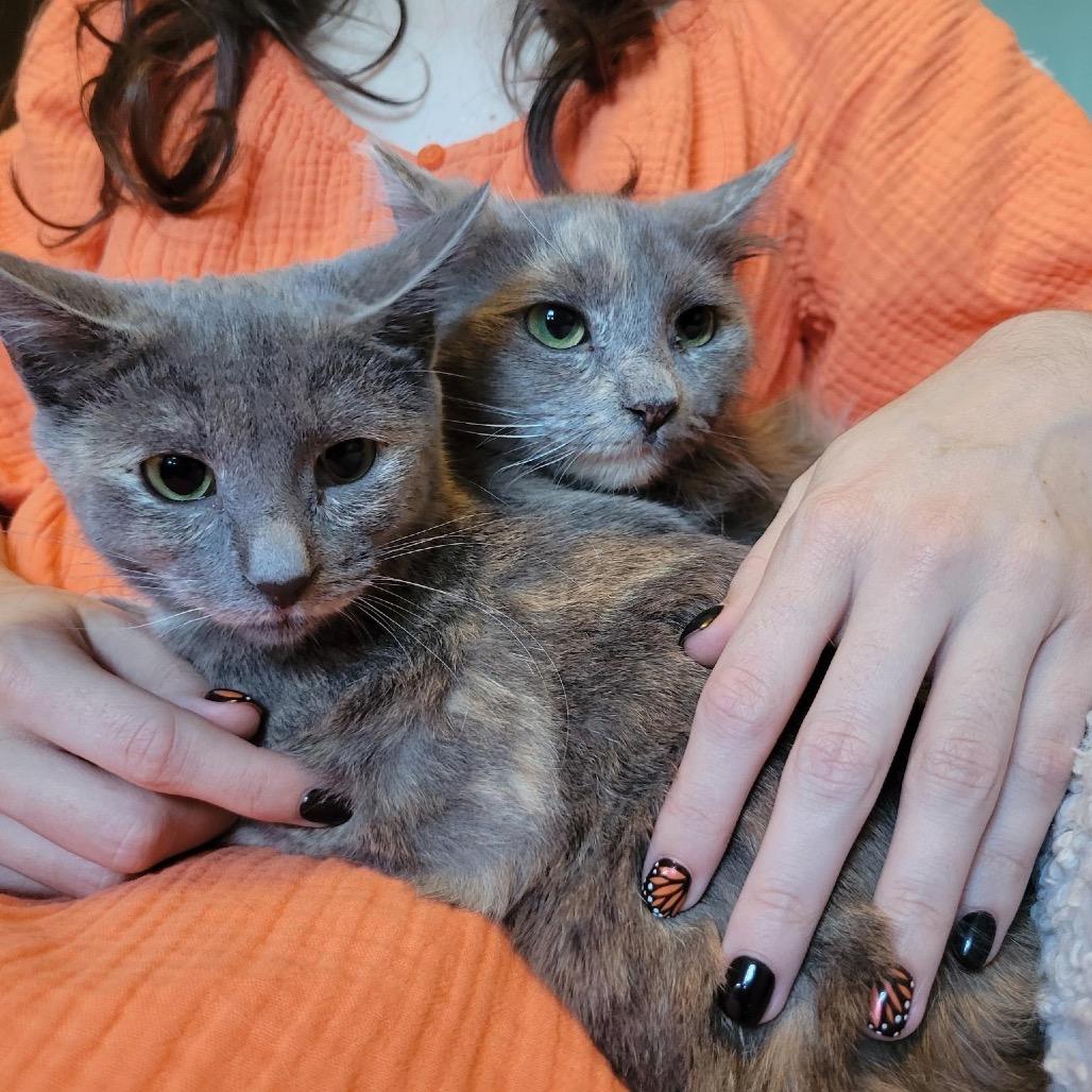 Fern (and Sable)