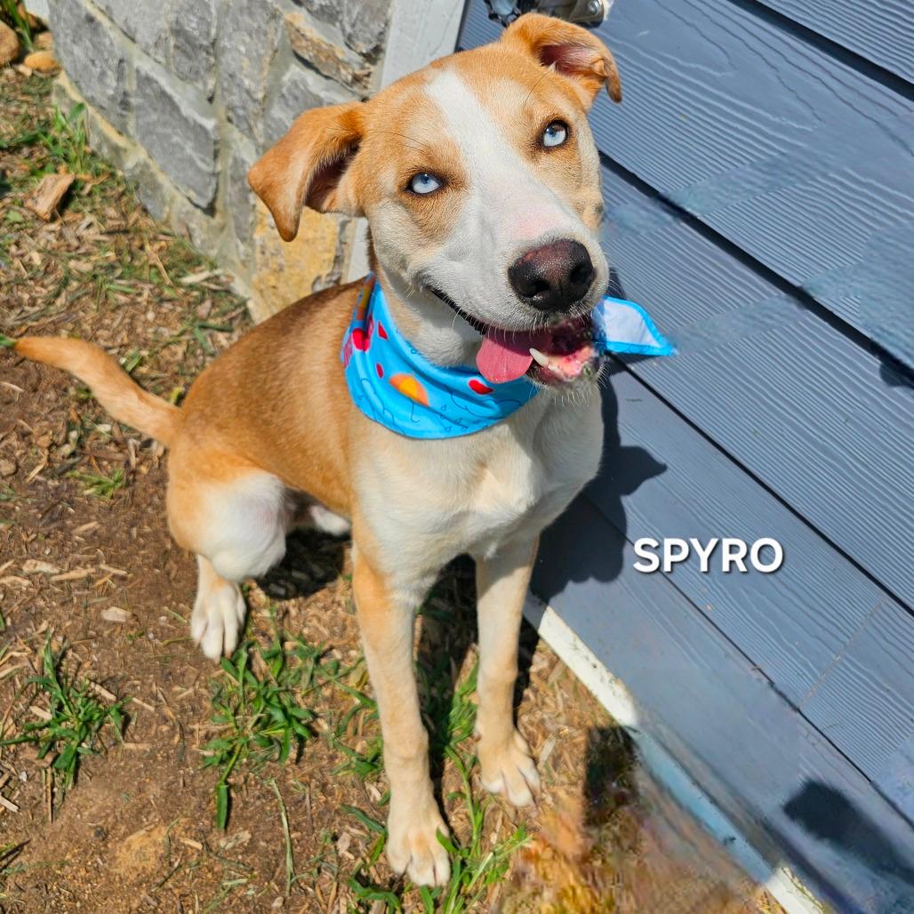 Spyro