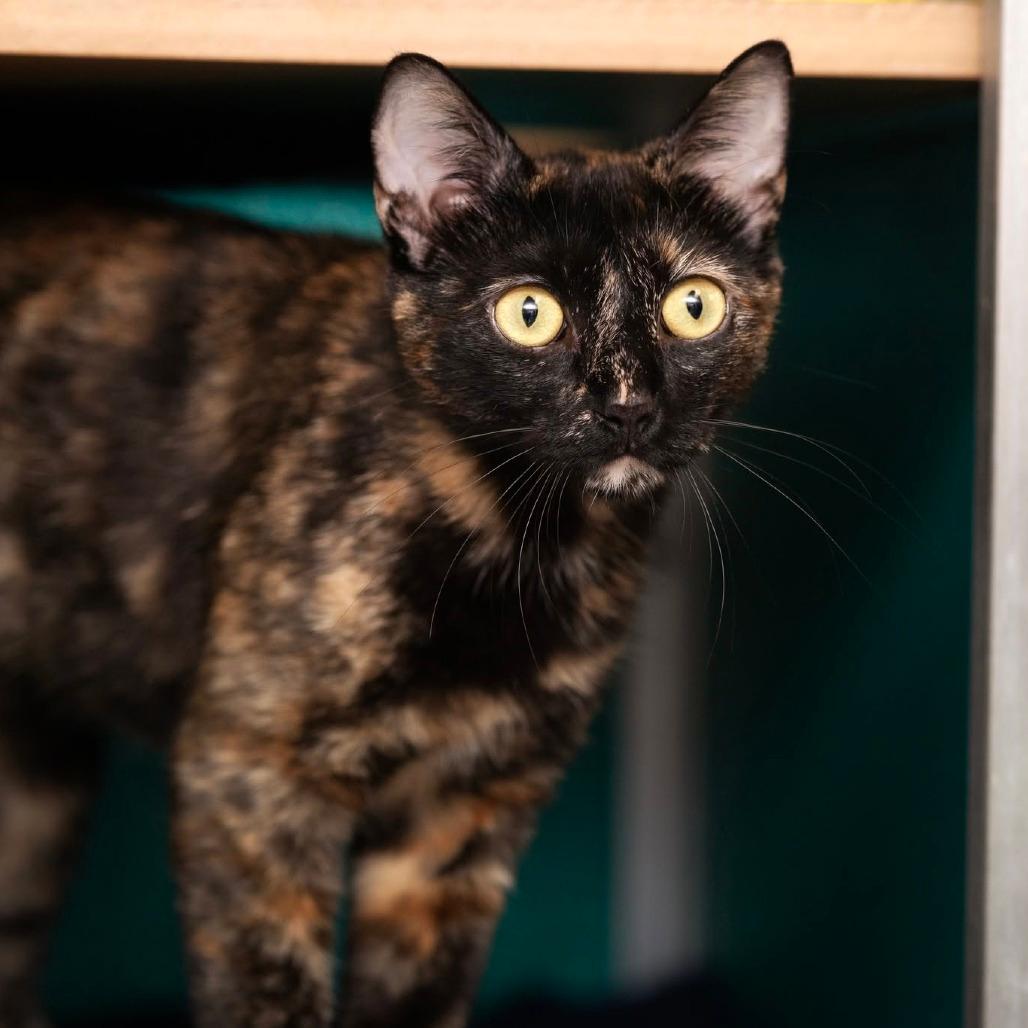 Luna La Tortie