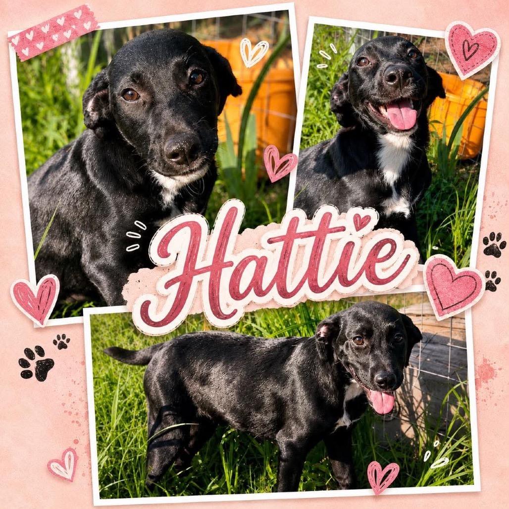 Hattie *
