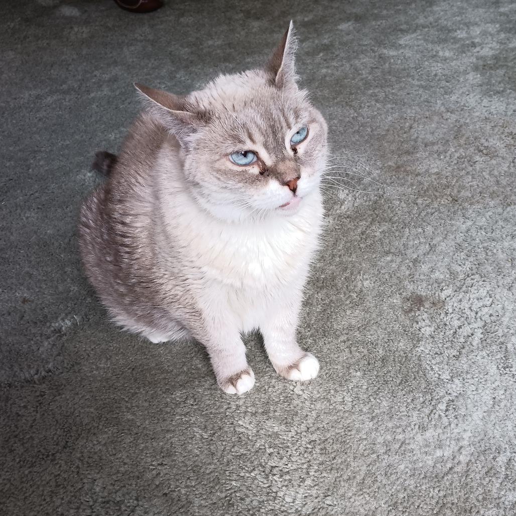 Maya