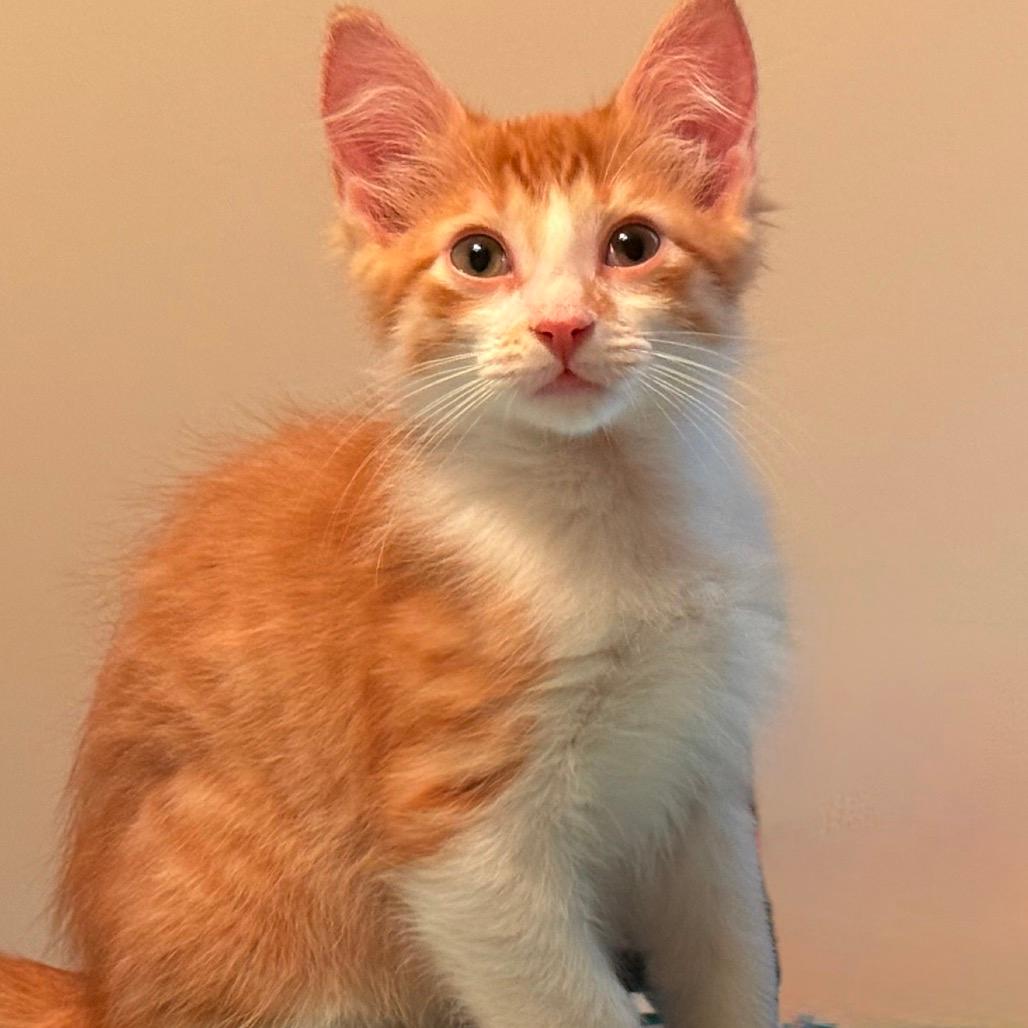 Joaquin
