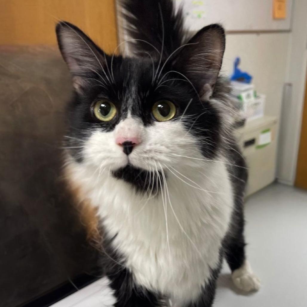 Gizmo