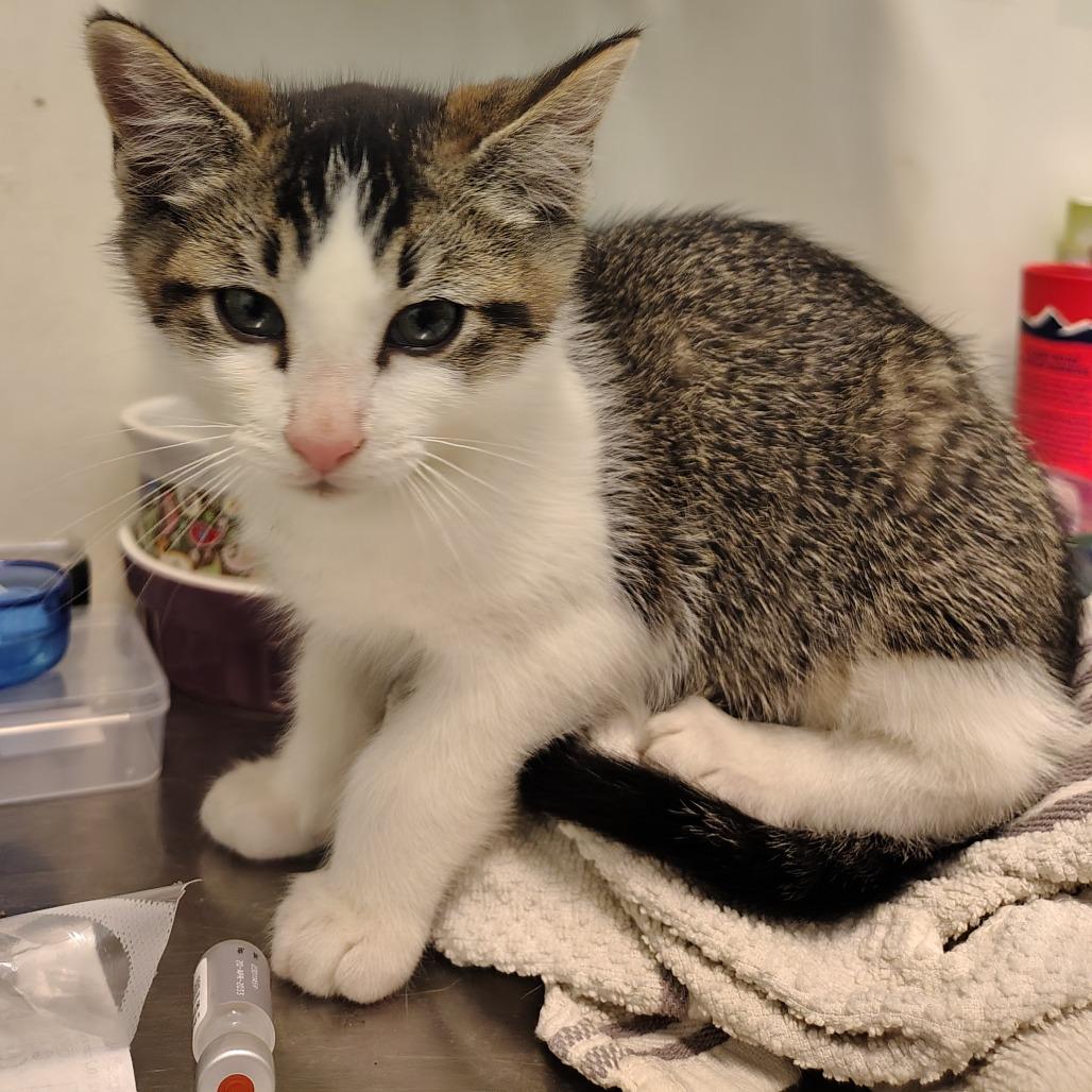 Tabby Kitten