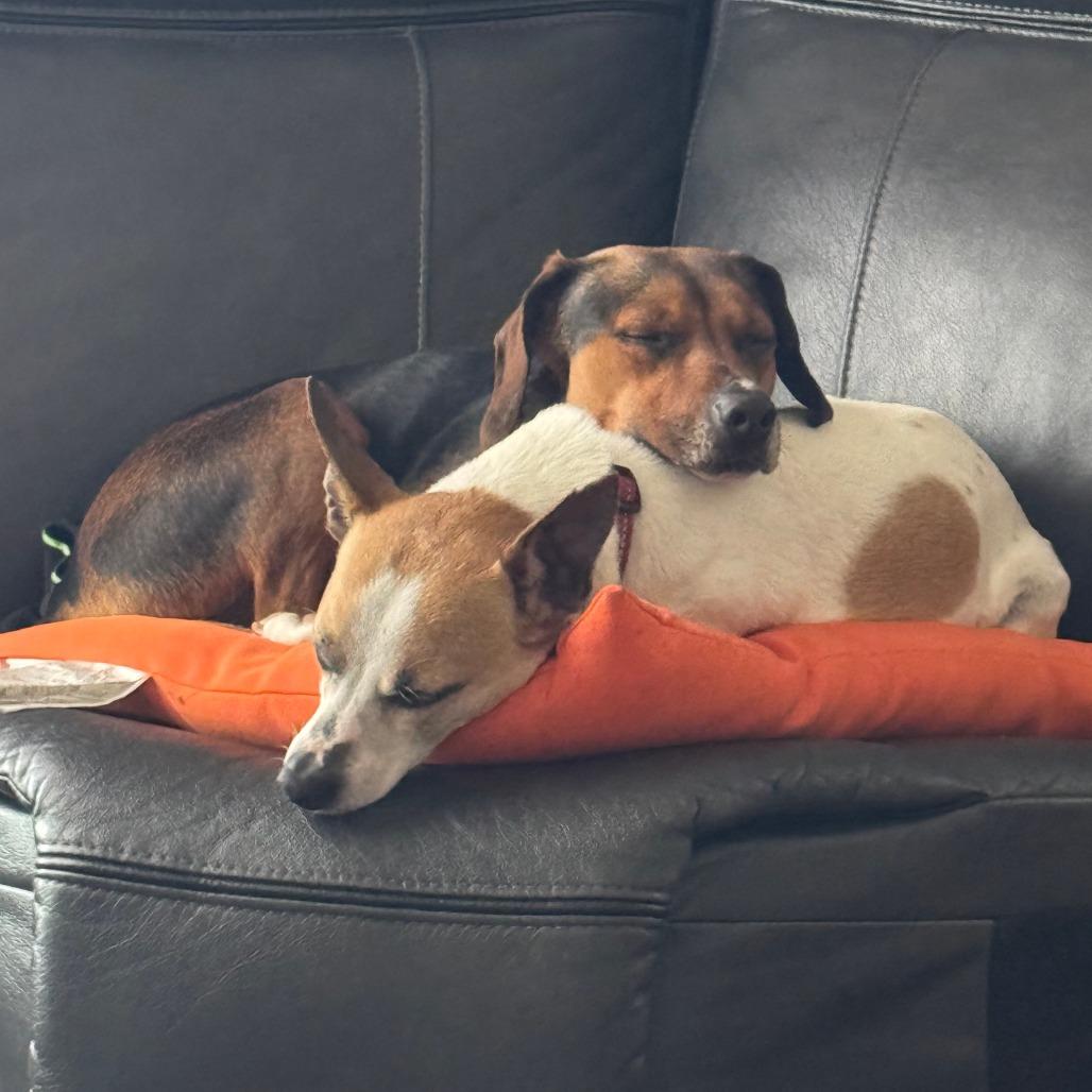 Billie (bonded with Copper)