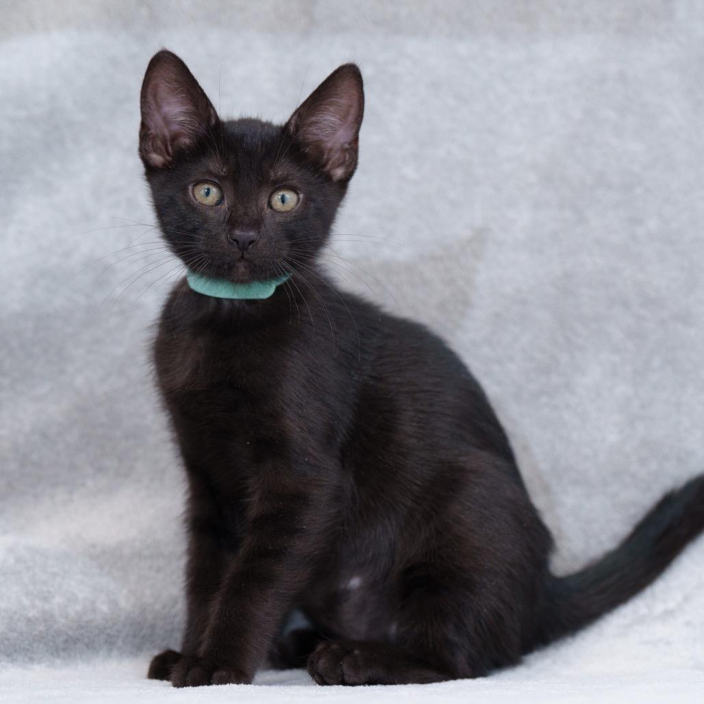 Morgan (teal)