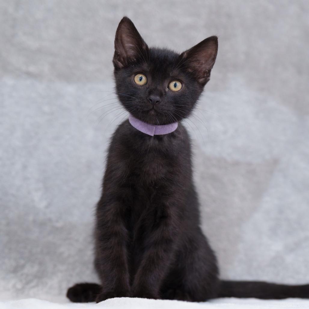 Tito (lavender)