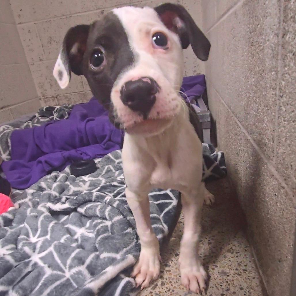Tora