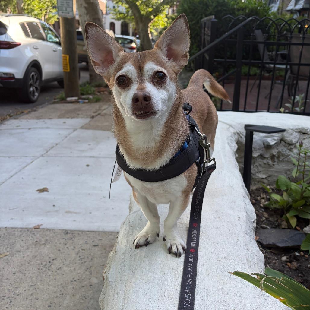 Sarge 