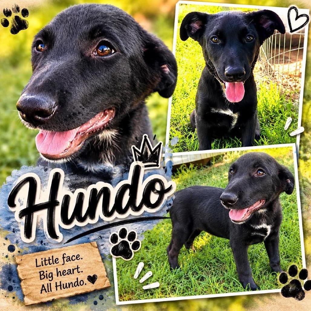 Hundo *