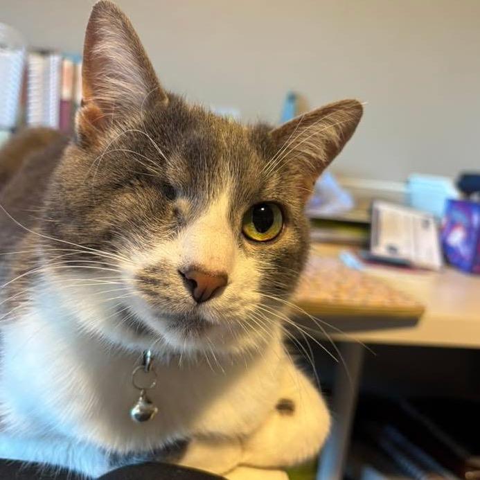 Mouse