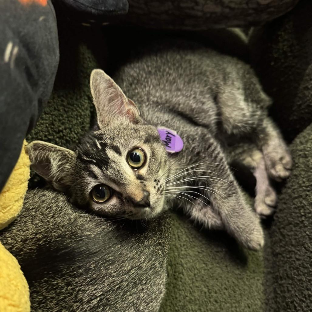 Mary (cat café adoption)