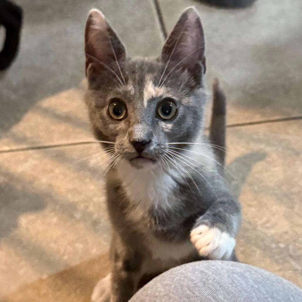 Lápiz  (Home adoption)