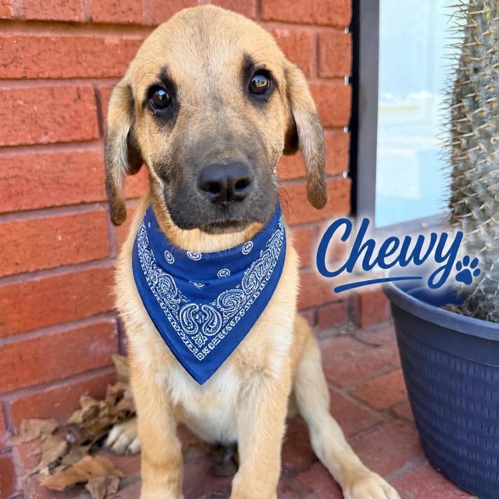 Chewy