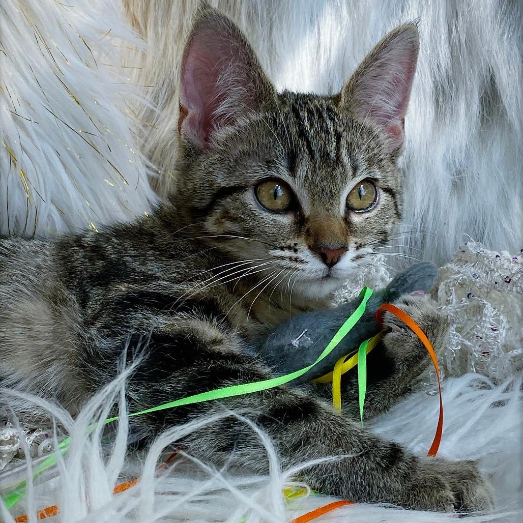 Lyra