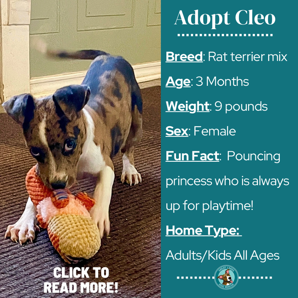Cleo