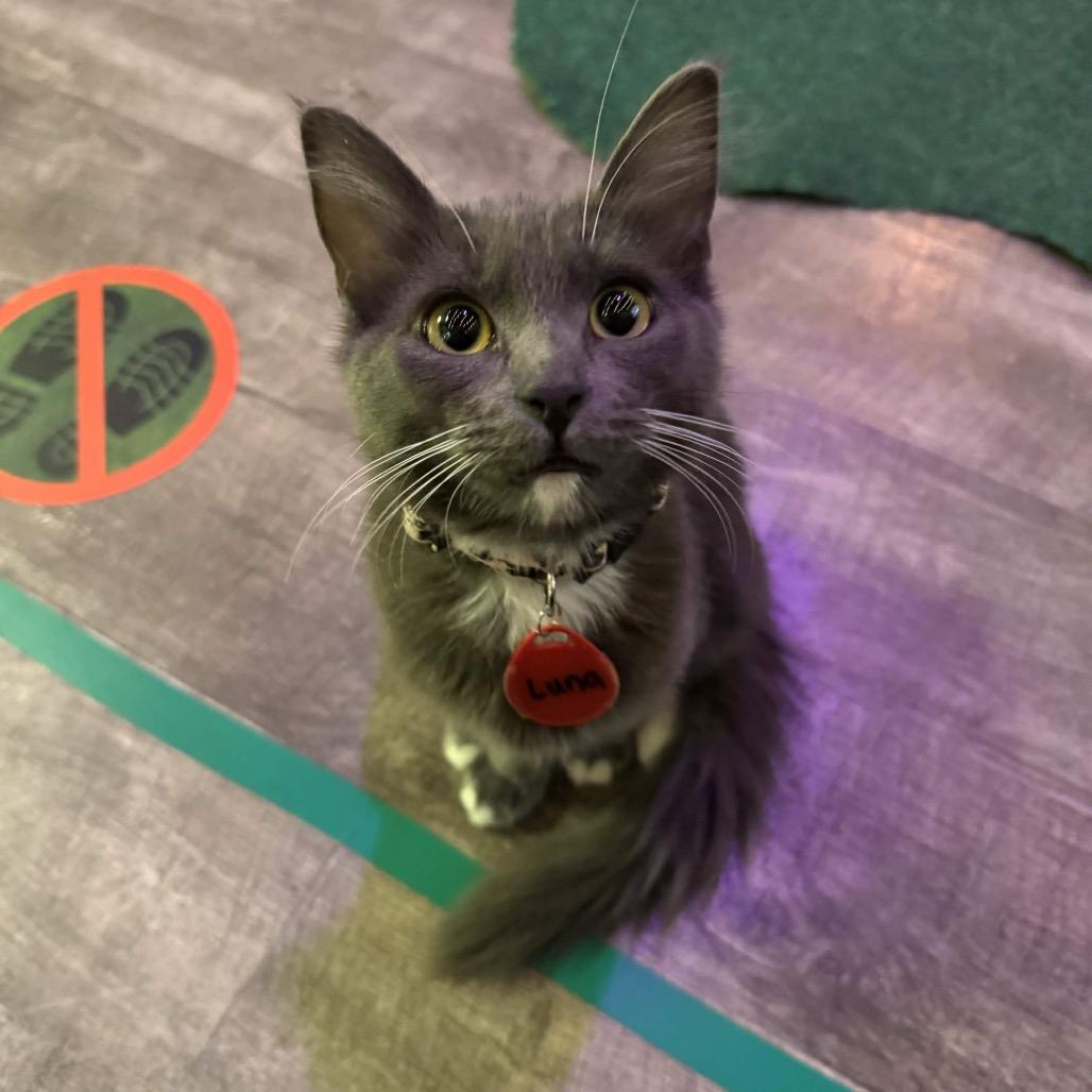 Luna (cat café adoption)