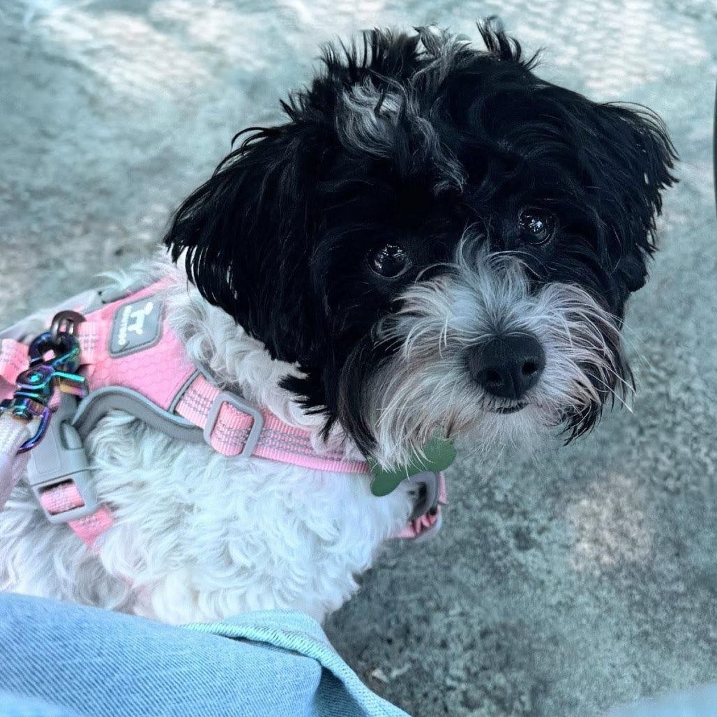 LILY