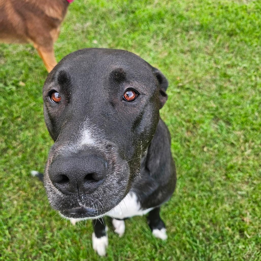 Tonka